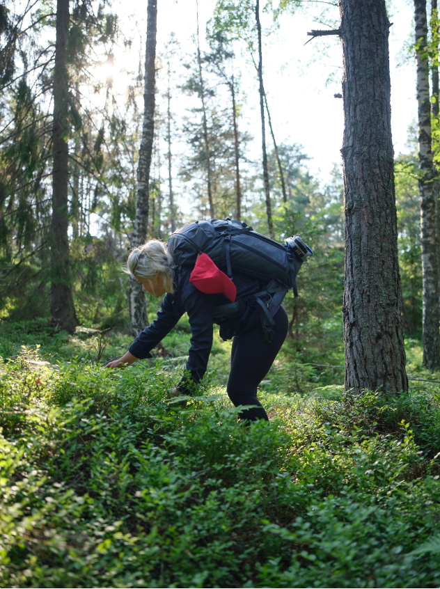 Elle picking berries in a pine forest